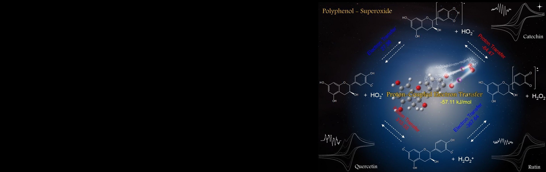 Superoxide Elimination by Polyphenol